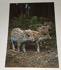 Alte Groh Frischling Wildschwein Wild Boar Baby Tier Postkarte Ak Tierpostkarte 