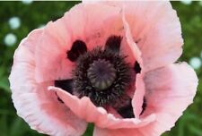 Riesenmohn 100 Samen Papaver Türkischer Mohn Feuer Staude Päonienmohn rosa 2025