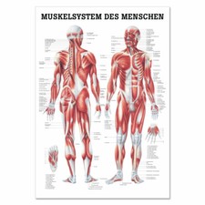 Lehrtafel "Muskelsystem des Menschen" Rüdiger Anatomie | 70 x 100 cm