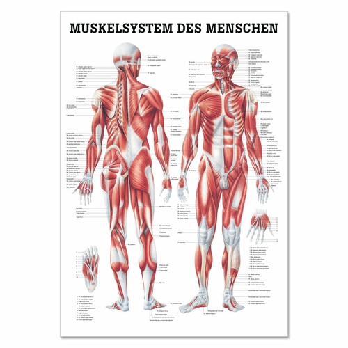 Lehrtafel muskelsystem des - lehrtafel,