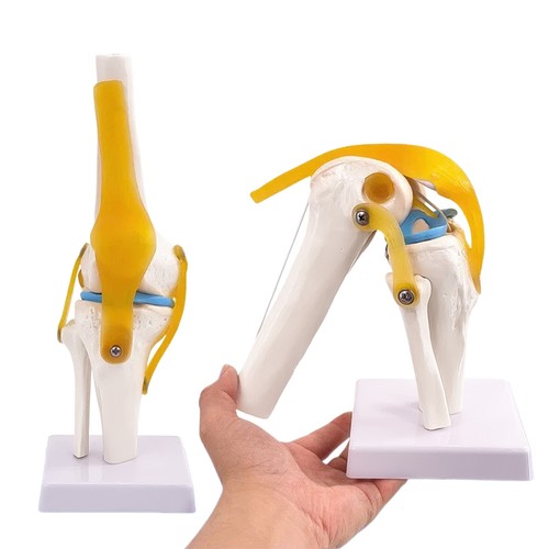 Knie gelenk modell anatomie - knie,