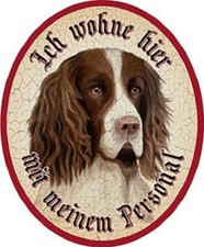 Hund Engl. Springer Spaniel