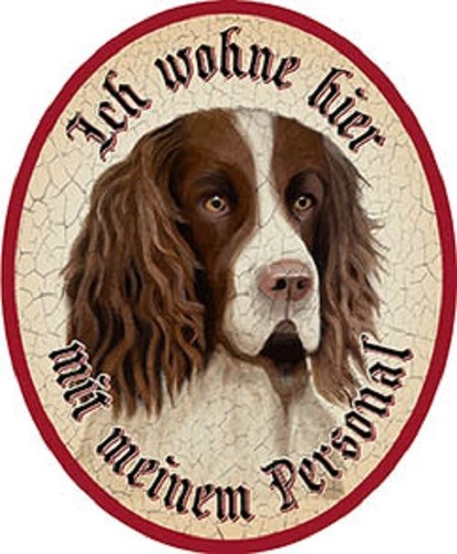 Hund engl springer spaniel - engl.,