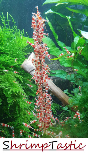 Shrimptastic shrimp lollies - shrimptastic, /