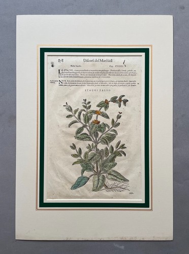 Botanischer stich alter - stich,,
