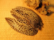 Flügelpaar F a s a n e n h e