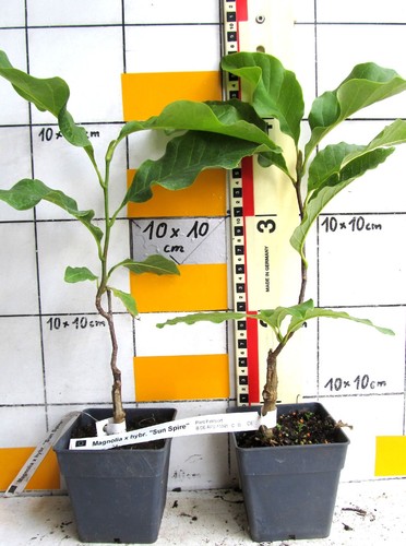 Magnolia hybr sunspire - hybr.,