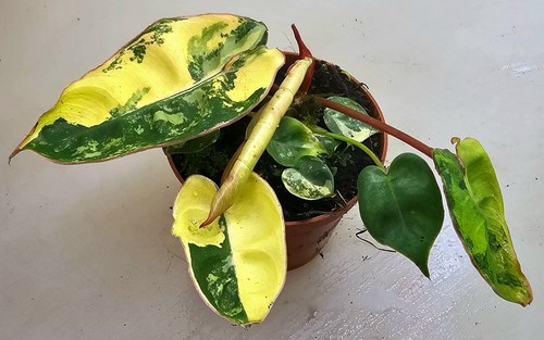 Philodendron billietiae - philodendron,