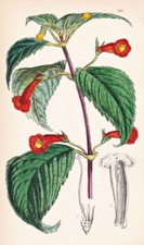 Achimenes Heterophylla Mexico Blume Botanik flower botany lithograph Curtis 4871