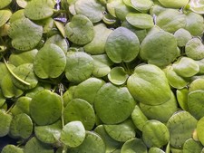 Südamerikanischer Froschbiss Limnobium laevigatum Schwimmpflanze Aquarium 20 Stk