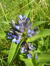 Gentiana cruciata KREUZ-ENZIAN über 50 Samen 