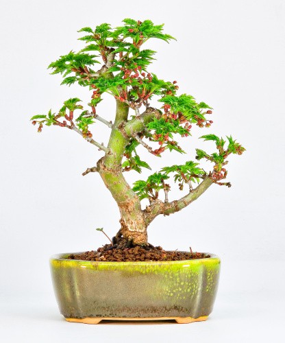 Bonsai löwenkopfahorn acer - löwenkopfahorn-,
