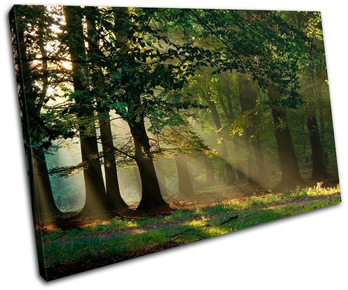 Waldlandschaften einzelne - waldlandschaften,