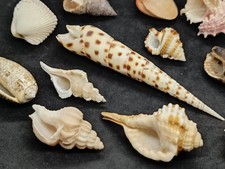 Lot 12 Muscheln Sammlung