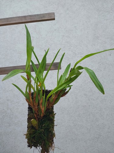 Maxillaria variabilis