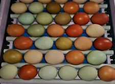  ? TOP - (keine) Bruteier 10 + 2  Easteregger  Blau Grün Oliv Bunte Eier 