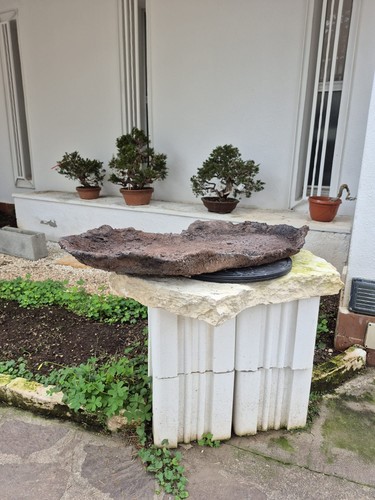Platte für bonsai - für, bonsai-wald