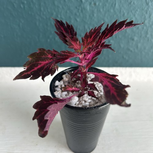 Ableger buntnessel coleus - 1,