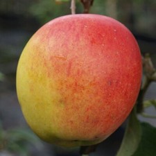 Apfelbaum Rebella mehrfach resistenter Herbstapfel Zwergbaum Buschbaum Halbstamm