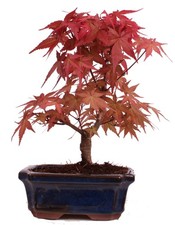 Bonsai - Acer palmatum Deshojo