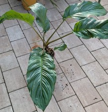 Fledermausblume Tacca