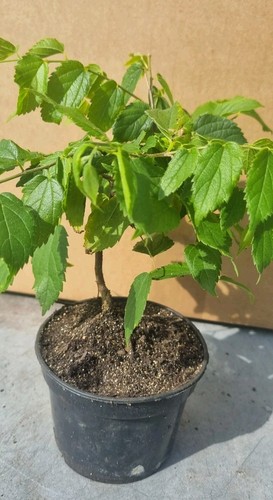 Pre bonsai celtis - pre-bonsai,,