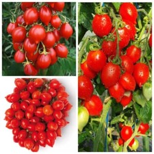 Семена Томат ПЬЕННОЛО ДЕЛЬ ВЕЗУВИО Piennolo del Vesuvio  Tomate  Samen