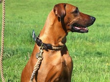 Hunter serie list - list, halsband