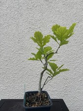 Eichen shohin pre bonsai - eichen, pre-bonsai-