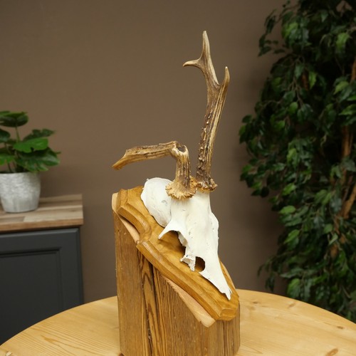 Rehbock abnormes reh bock - rehbock,