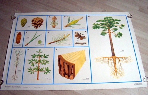 Schulwandkarte die - schulwandkarte,
