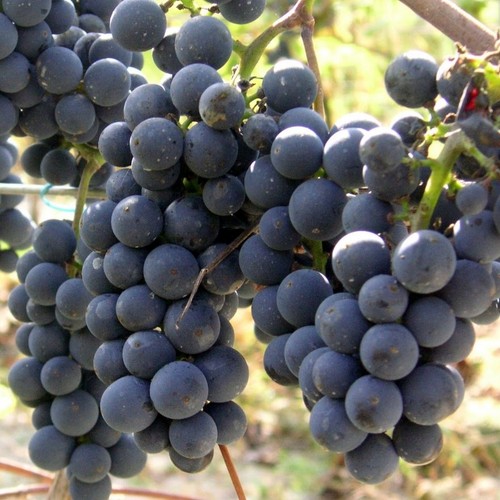 Weintraube weinrebe regent - weinrebe,