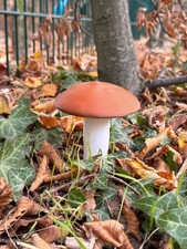 Geocaching Pilz-Versteck –