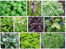 Basilikum Samen Mega-pack 10 Sorten mit unterschiedlichen Aromen