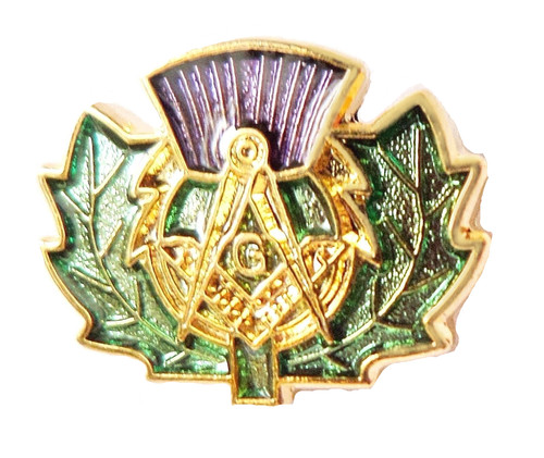 Schottische distel mit - mit, quadrat
