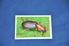 REWE Unsere WUNDERWELT Nr. 170 Großer Bombardierkäfer Sticker