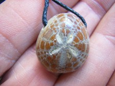 Fossiler SEEIGEL aus