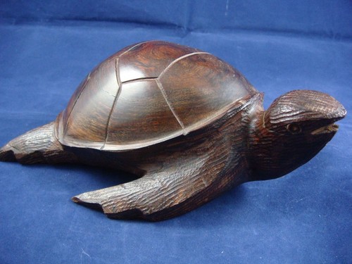 Wasserschildkröte