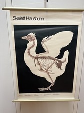 alte Rollkarte Schulwandtafel Schulkarte Skelett Haushuhn 76x93cm (DDR)