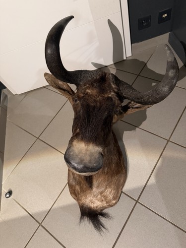 Weißschwanzgnu tierpräparat - weißschwanzgnu,