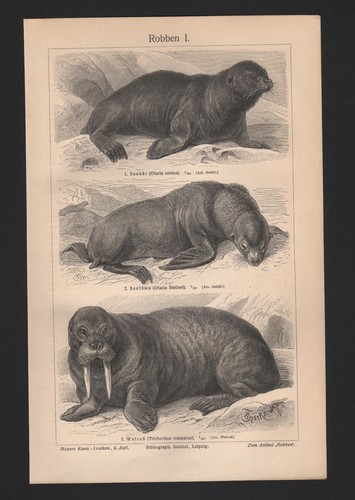 Lithografie 1908 robben - lithografie, i/ii