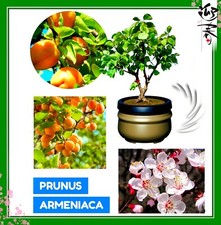 Aprikosenbaum / Apricot Tree – Prunus armeniaca (10 Stk.) Bonsaisamen