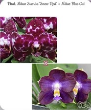 Phal mituo sunrise - mituo, red'