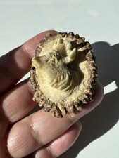 Antike Hirschhornrose mit geschnitztem Hirschmotiv Hirschrose Jagd Schmuck Knopf