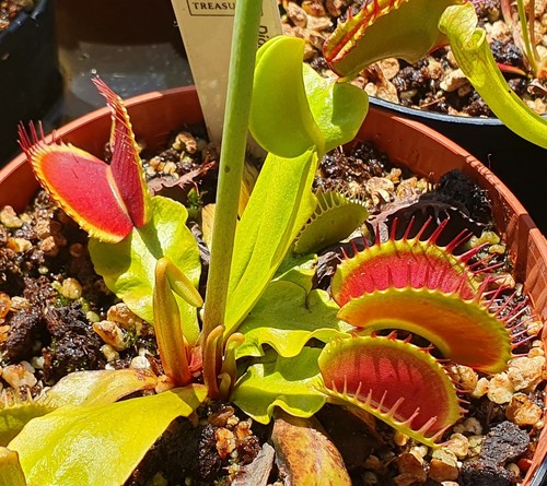 Dionaea muscipula predator - muscipula,