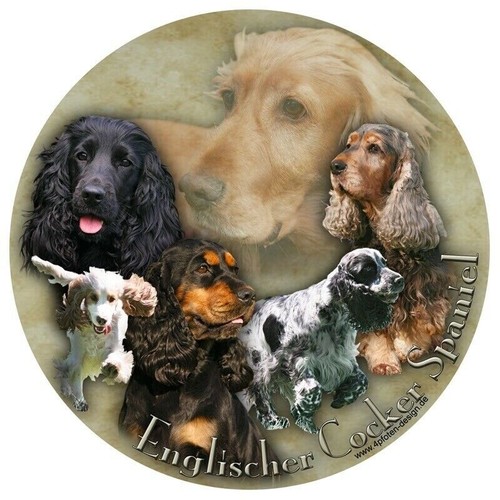 Englischer cocker spaniel - cocker,