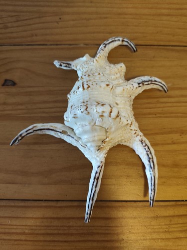 Chiragra spinnenschnecke - chiragra,