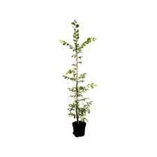 Carpinus betulus, Hainbuche