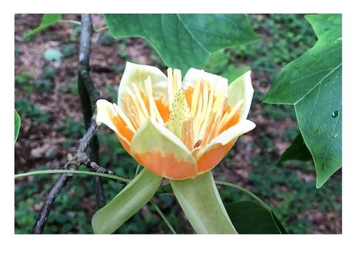 15x liriodendron tulipifera - 15x,