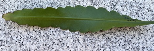Epiphyllum blattkakteen - epiphyllum,